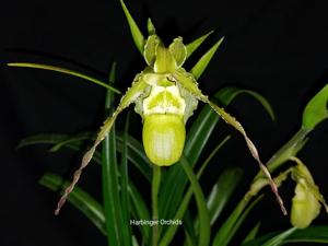 Phragmipedium Taras