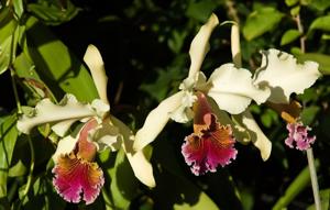 Cattleya Triumphans