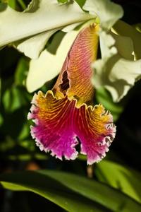 Cattleya Triumphans