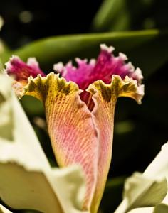 Cattleya Triumphans