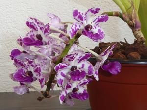 Rhynchostylis Kultana