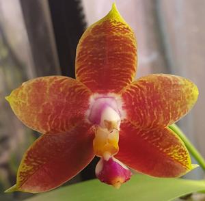 Phalaenopsis Hawaii Dragon Girl-Brother Ambo Passion