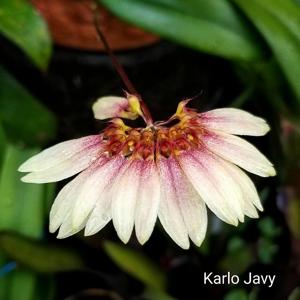 Bulbophyllum Daisy Chain