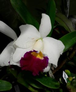 Cattleya Imperial Charm