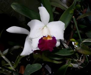 Cattleya Imperial Charm