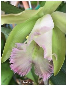 Rhyncholaeliocattleya Cordelia