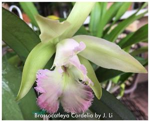 Rhyncholaeliocattleya Cordelia