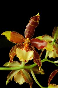 Rossioglossum Maria Heuberger