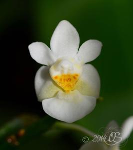 Phalaenopsis Grassauer Antonia