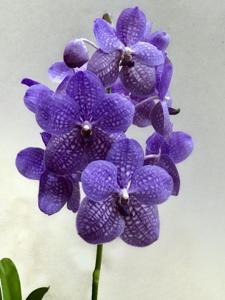 Vanda Rothschildiana