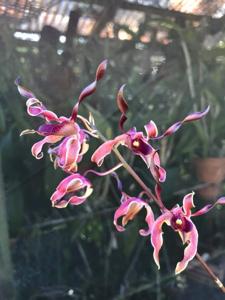 Dendrobium Jairak Fire Horn