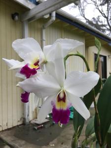 Laeliocattleya Clar Hancock