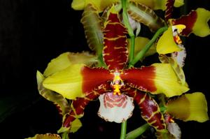 Rossioglossum Bob Hamilton