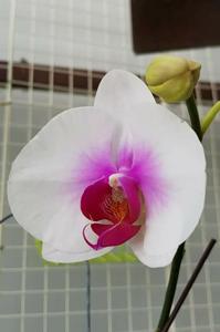 Phalaenopsis Mount Lip