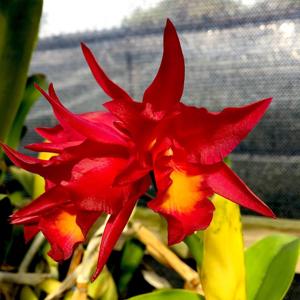 Cattlianthe Warpaint