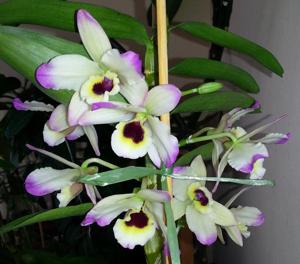 Dendrobium Oriental Paradise