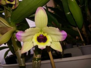 Dendrobium Oriental Paradise