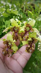 Dendrobium Dr Ardy Moefty