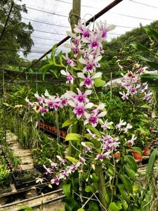 Dendrobium CHIJ Our Lady of Good Counsel