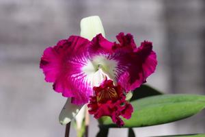 Cattleya White Spark