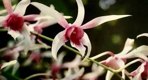 Dendrobium Caesar