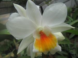 Dendrobium Roongkamol Vejvarut