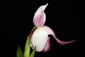 Phragmipedium Sedenii