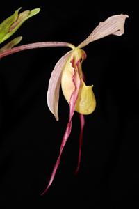 Phragmipedium Conchiferum