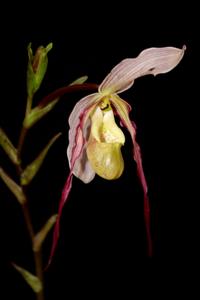 Phragmipedium Conchiferum