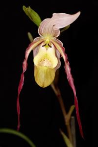 Phragmipedium Conchiferum