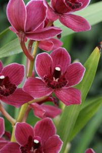 Cymbidium Peggy Sue