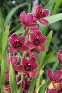 Cymbidium Peggy Sue