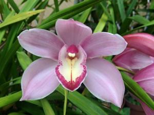 Cymbidium Shellpearl