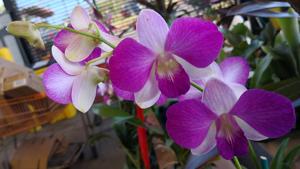 Dendrobium Burana Pink Lady