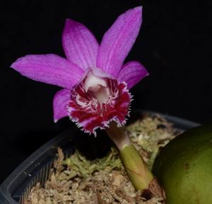 Pleione Riah Shan