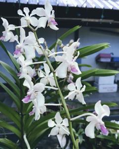 <i>Vanda</i> Suchart Baby Blue