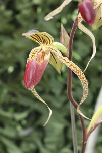 Paphiopedilum Hung Sheng Eagle