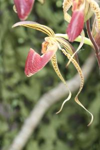 Paphiopedilum Hung Sheng Eagle