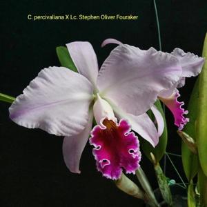 Cattleya percivaliana-Stephen Oliver Fouraker