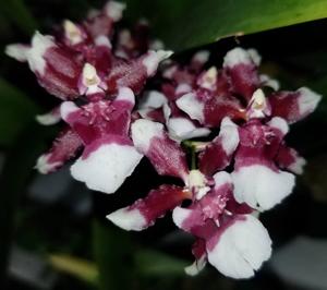 Oncidium Heaven Scent