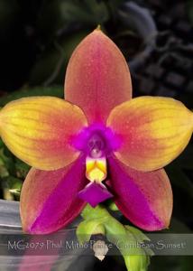 Phalaenopsis Mituo Prince