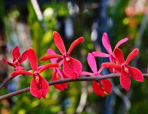 Renanopsis Lena Rowold