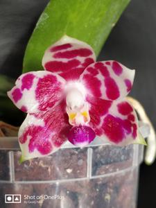 Phalaenopsis KS Super Zebra