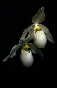 Paphiopedilum Deperle