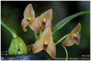 Bulbophyllum oblongum-nasutum