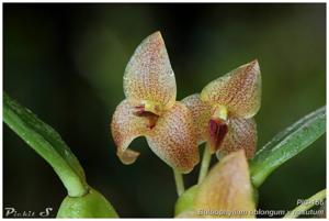 Bulbophyllum oblongum-nasutum