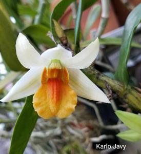 Dendrobium Frosty Dawn