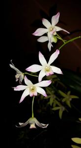 Dendrobium Chablis