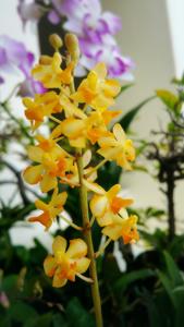 Vandaenopsis Pulcherrimin