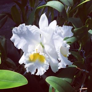 Cattleya Bob Betts